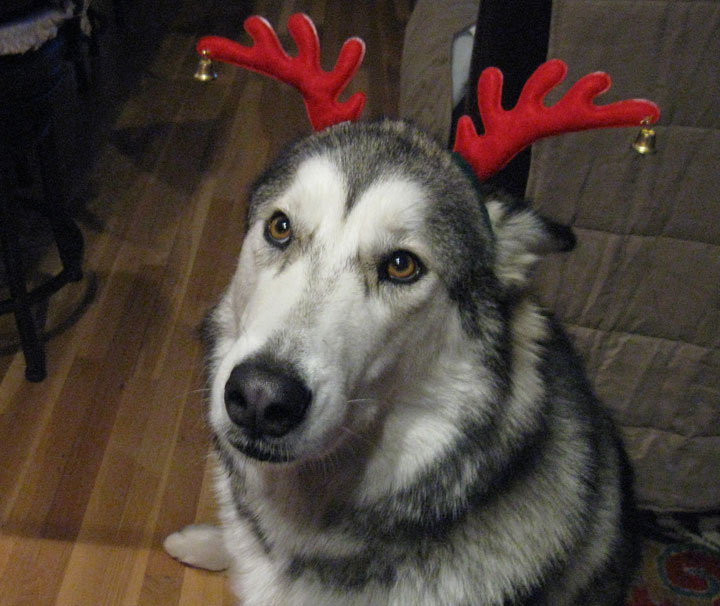 Abby reindeer